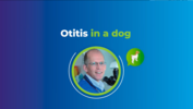 Play “    Dr. Tim Nuttal. Otitis en un perro”