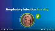 Play “    Infection respiratoire chez le Chien - Dr Bianka Schulz”