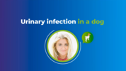 Play “    AST Event - Constança Pomba - Urinary Infection in a dog”