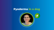 Play “    AST Webinar Chiara Noli - Pyodermie Hund”