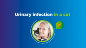 Play “    AST event - Dr. Angie Hibbert -Urinary infection in a cat”