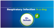 Play “    Respiratory Infection in a Dog (Dra. Bianka Schulz) - AST Webinars”