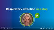 Play “    Dr Bianka Schulz - Respiratory infection in a dog”