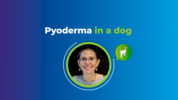 Play “    Dr Chiara Noli - Pyoderma in a dog”