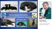 Play “    Dermatite Atopica del cane: un approccio multimodale”