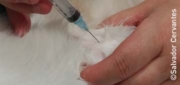 Play “    Fine needle aspirate”